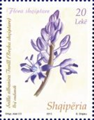 Foto e Pulla Flora Shqiptare