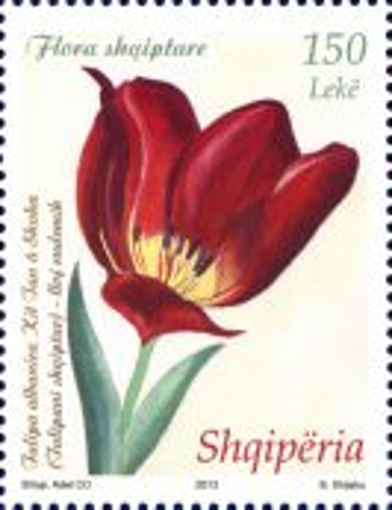 Foto e Pulla Flora Shqiptare 3